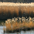 Phragmites